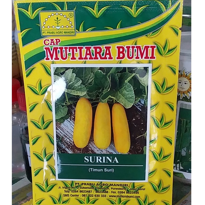 Jual Benih Timun Suri Surina 10gr Shopee Indonesia 