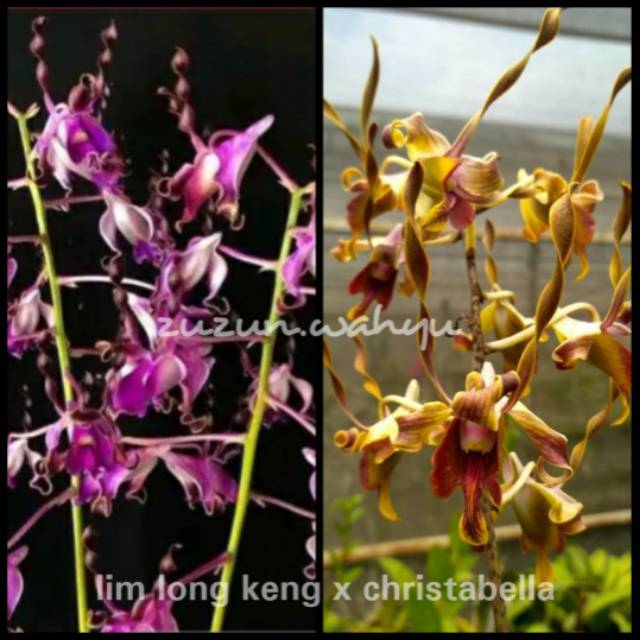 DENDRO DENDRO SILANGAN KRITING (55k)