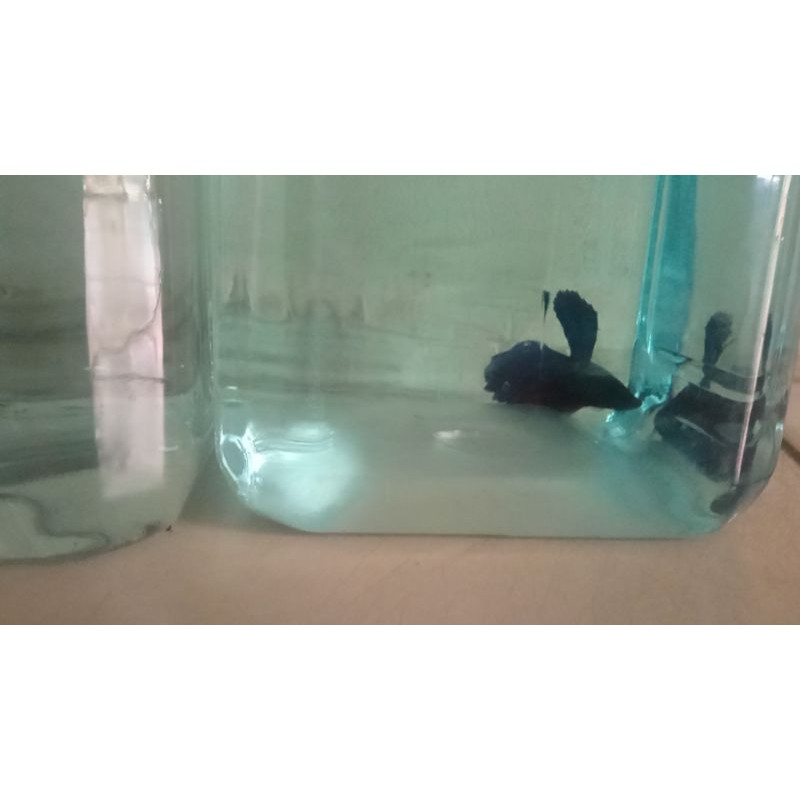 

cupang