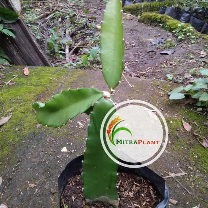 Bibit Pohon Buah Naga Merah - Tanaman Buah Naga Merah