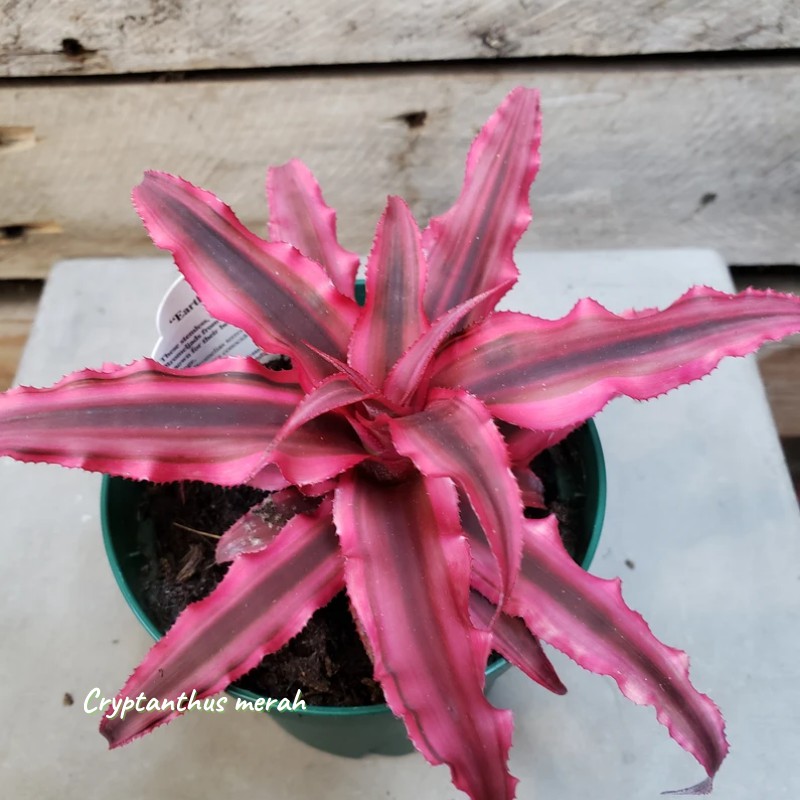 Tanaman Hias Cryptanthus Merah