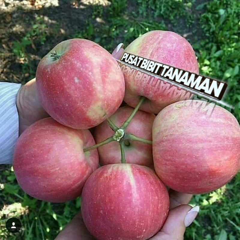

BIBIT APEL FUJI CEPAT BRBUAH JUGA BISA BERBUAH DI POT