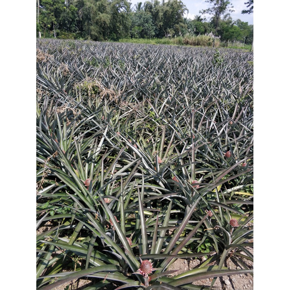 Unggulan Bibit Buah Nanas Madu Super Unggul Termurah