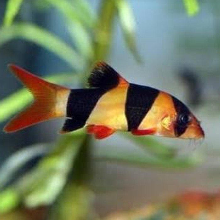 ikan hias botia sumatera