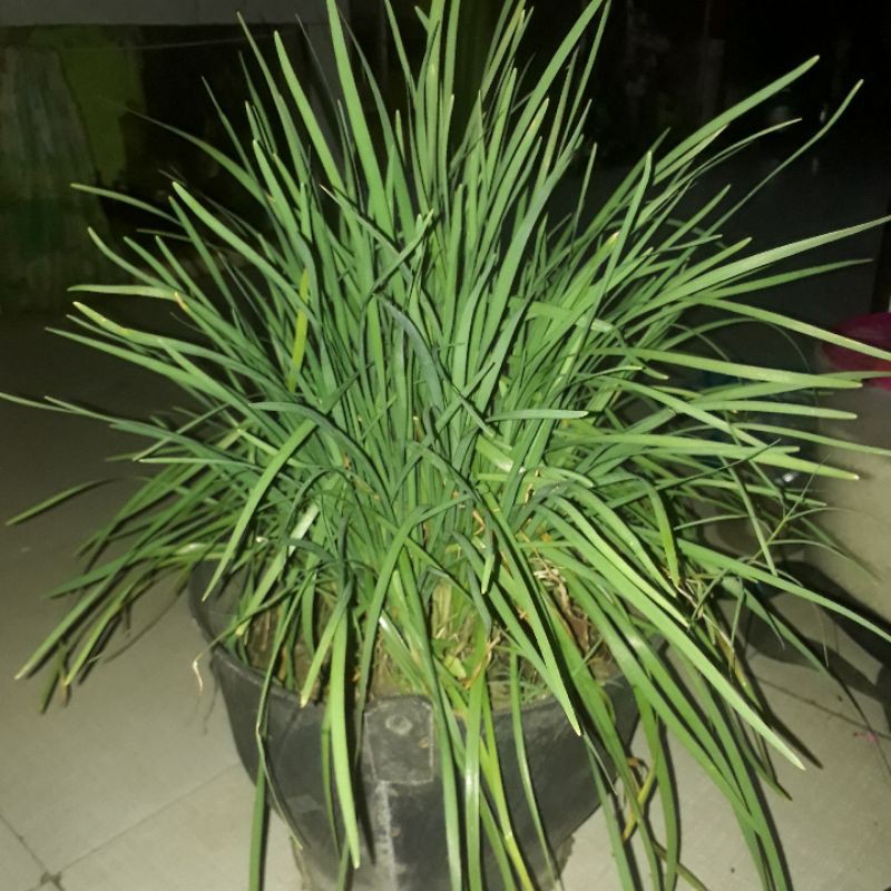 bibit daun kucai/bawang kucai