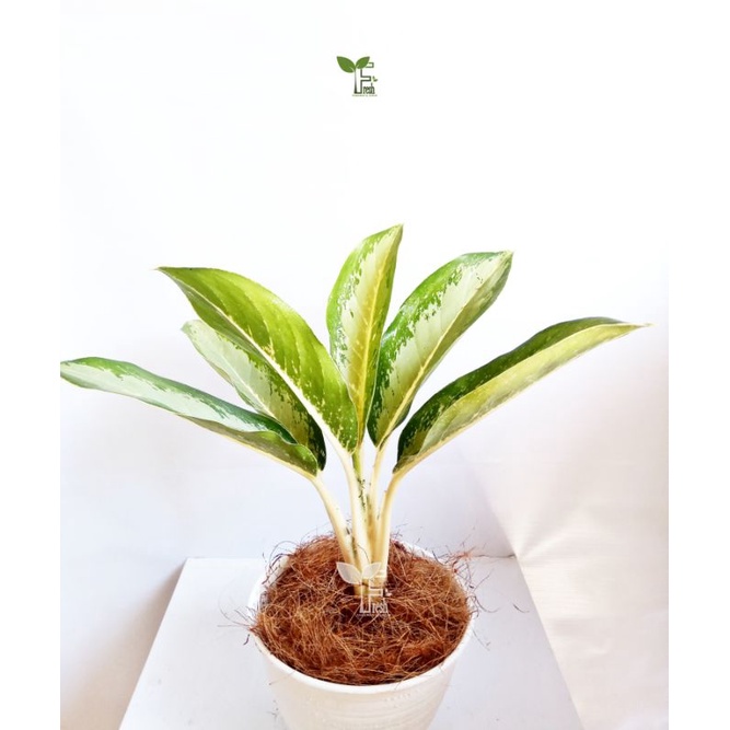 tanaman bahagia chinese evergreen amelia aglaonema commutatum