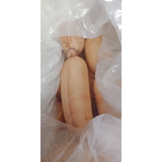 

Sayur Segar Akar Teratai Lengau Lotus Root Rengkong 1 kg