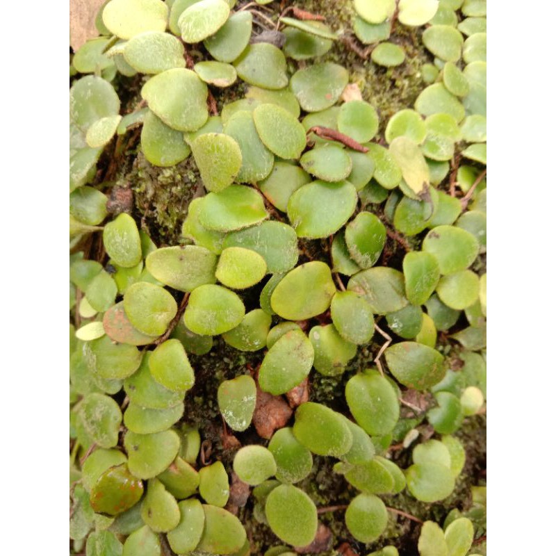 

Daun pisik/ sisik naga 250grm pres diambil ketika irder masuk
