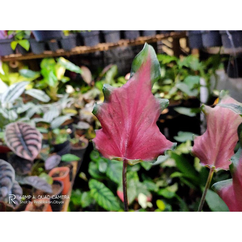 Keladi wayang Keris api / Keladi merah api