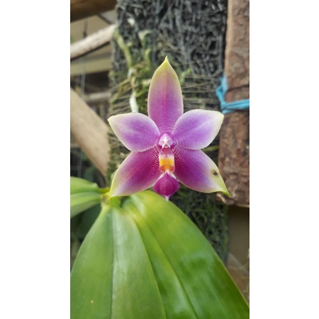 Phalaenopsis Violacea