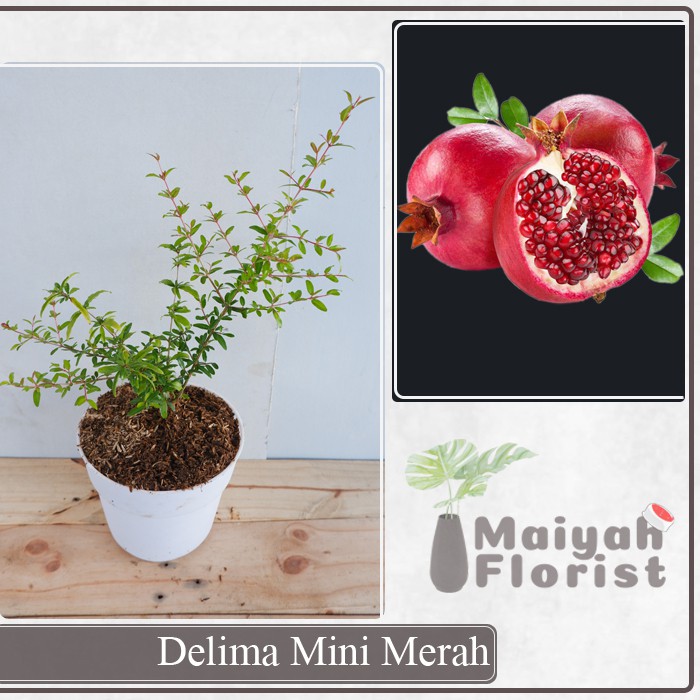 Delima Mini Merah - Tanaman Buah