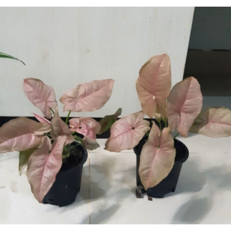 tanaman hias syingonium pink/syingonium