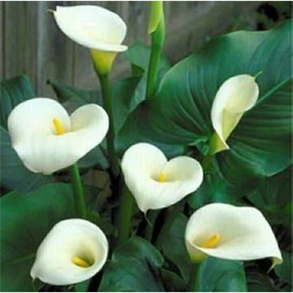 Bunga Calla Lily Shopee Indonesia