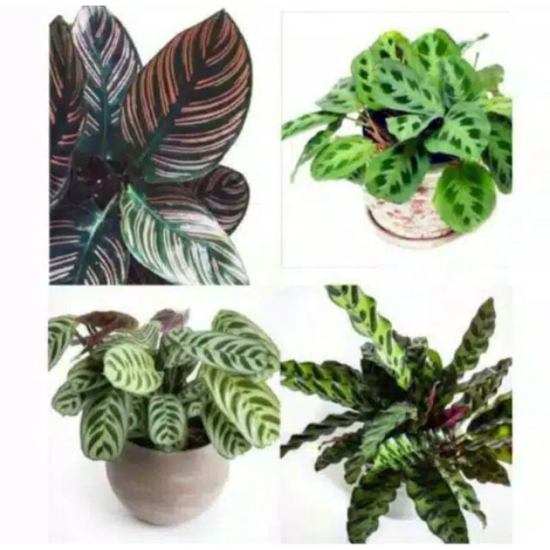 4 PAKET TANAMAN HIAS CALATHEA