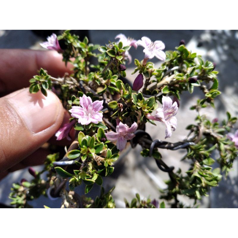 5 pohon bahan bonsai mame seribu bintang micro bunga besar warna ungu