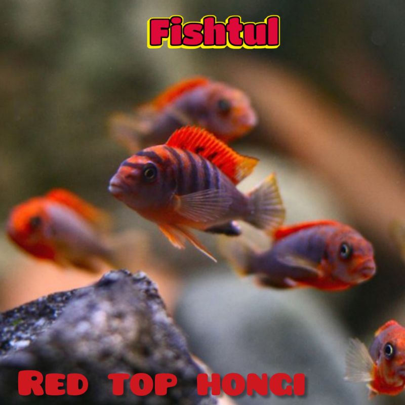 Cichlid Red Top Hongi