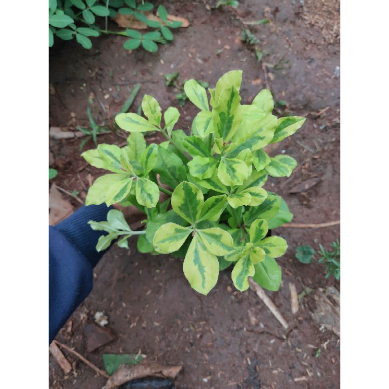 Ginseng Korea gold - tanaman hias ginseng Korea - ginseng Korea - ginseng - ginseng Korea gold