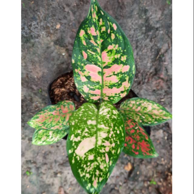 Aglonema Ruby Ciangmay Dewasa