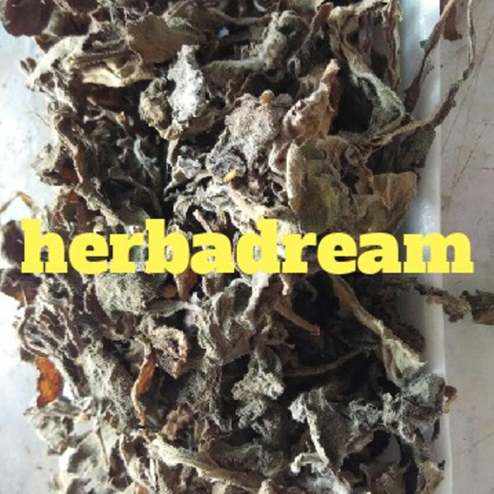 

DAUN DEWA DAUN SANGJO