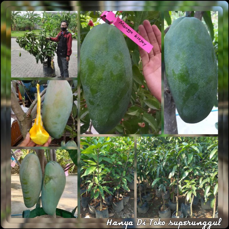 Bibit Tanaman Mangga Ukuran Satu Meter Gratis Pupuk Dan Panduan Perawatan