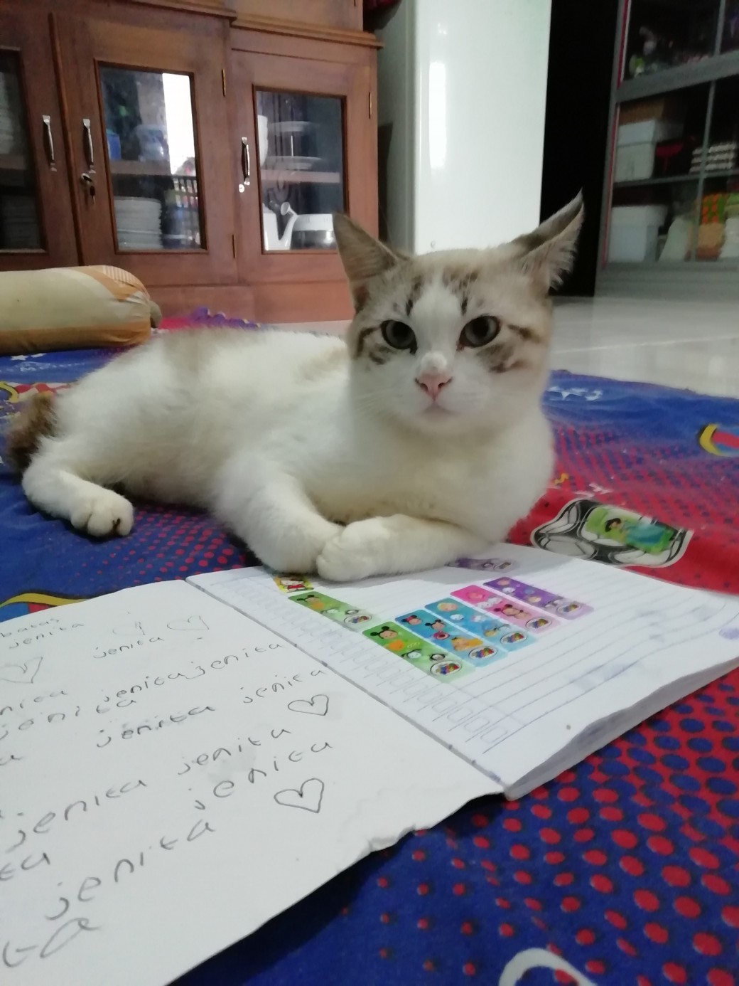 Kotak Wadah Dengan Model 15-kompartemen Dan Bahan Plastik Transparan Untuk Organizer Perhiasan