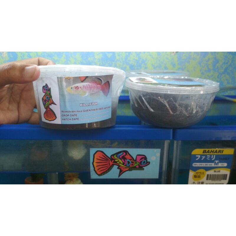 telur KILLIFISH guentheriRed_kaydako