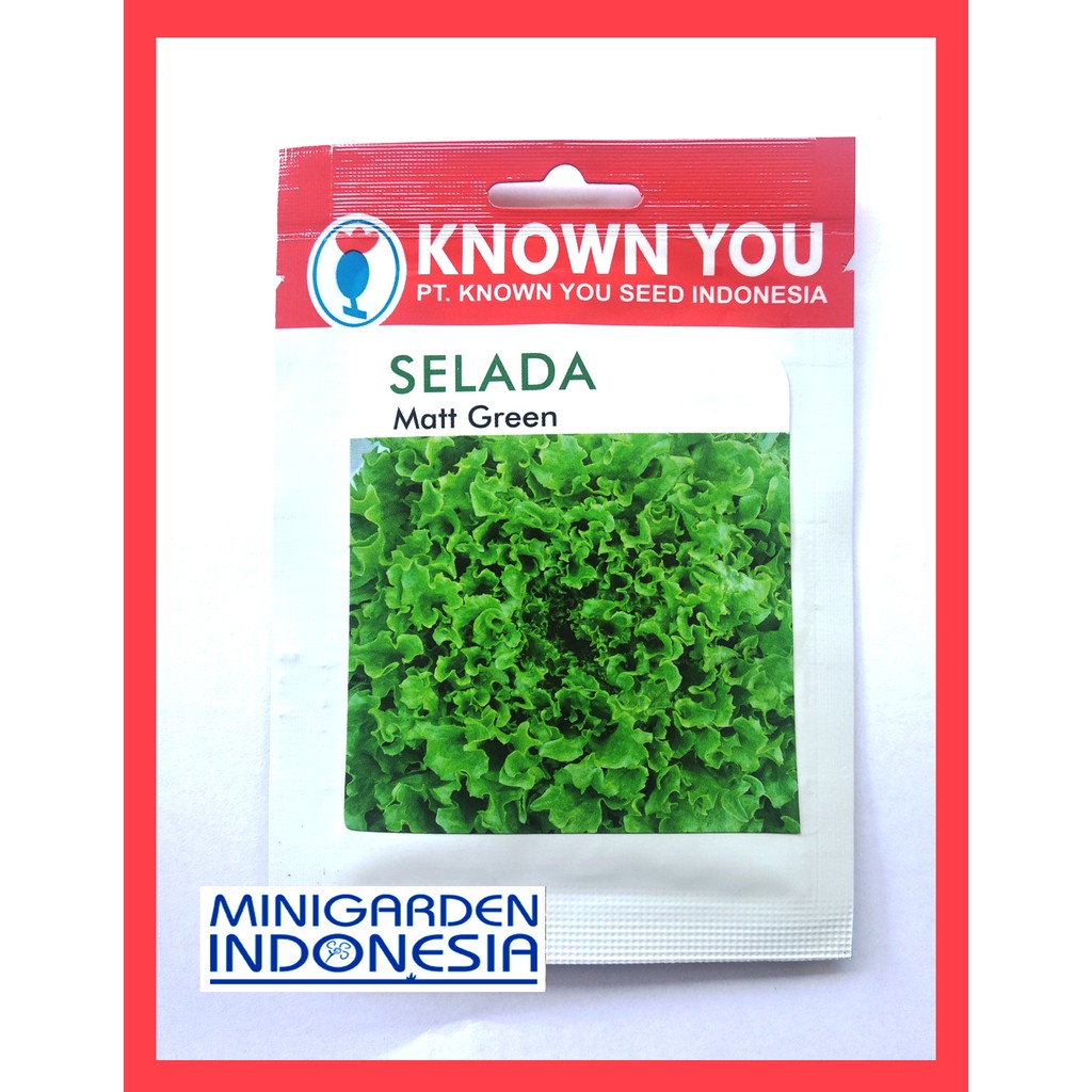 SELADA MATT GREEN 5 GRAM PACK KECIL biji Benih Selada Hijau keriting KNOWN YOU SEED Bibit Tanaman Sayuran Hidroponik