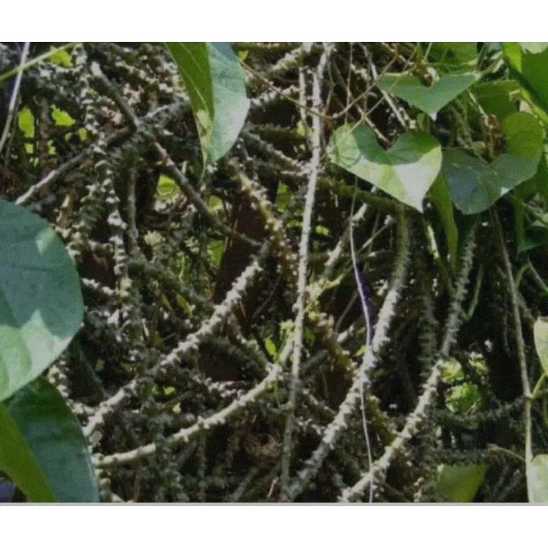 Fresh Segar BROTOWALI / BIBIT BROTOWALI / BIBIT STEK BROTOWALI / AKAR BROTOWALI