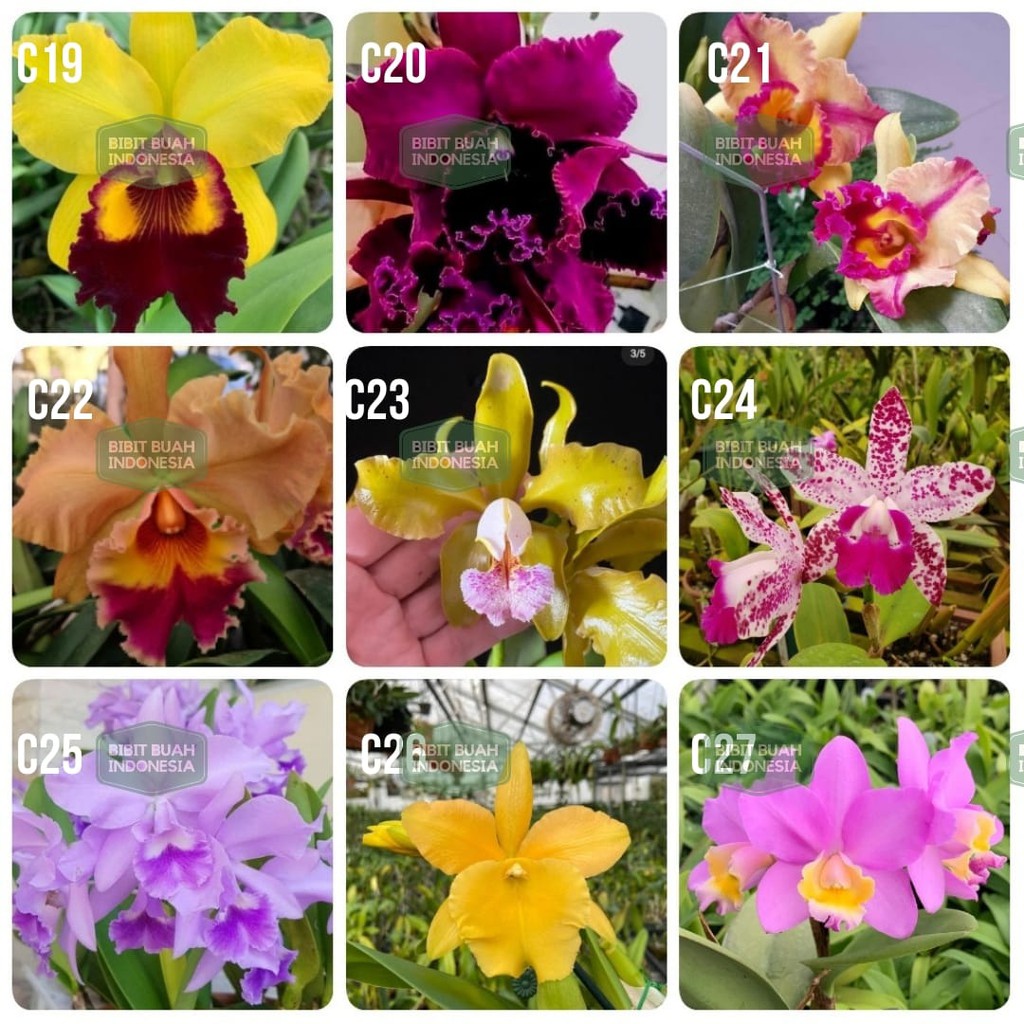 Anggrek Cattleya Remaja