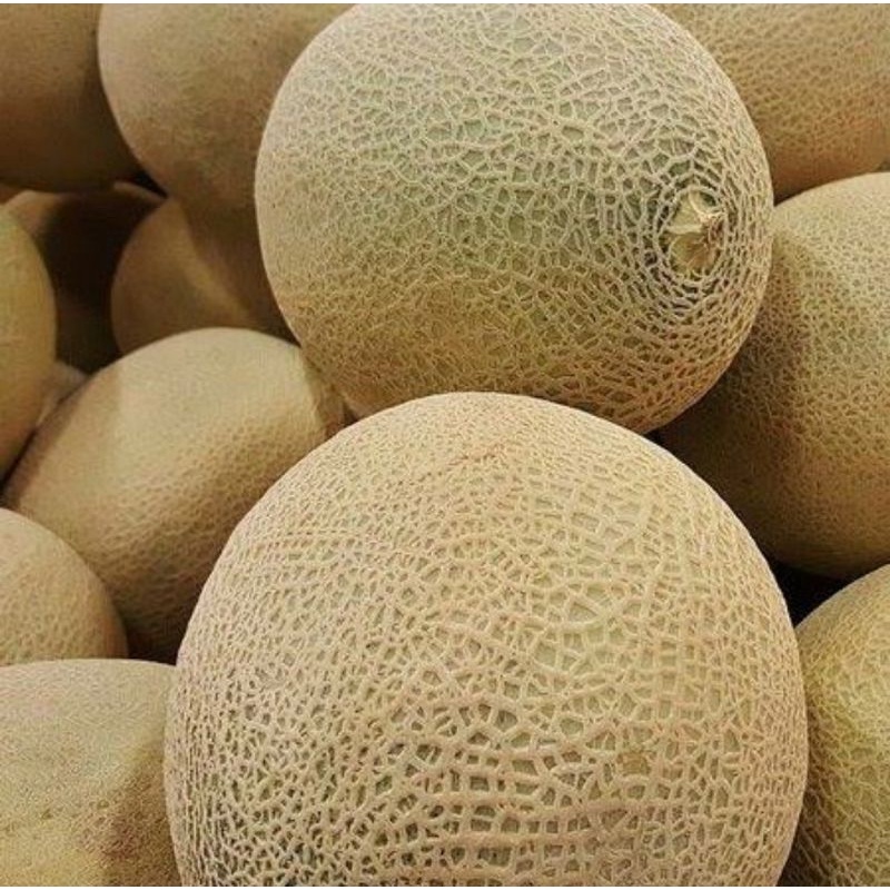 BENIH MELON JUMBO/BIBIT BUAH MELON ORANGE MANIS SUPER/BUAH BUAHAN