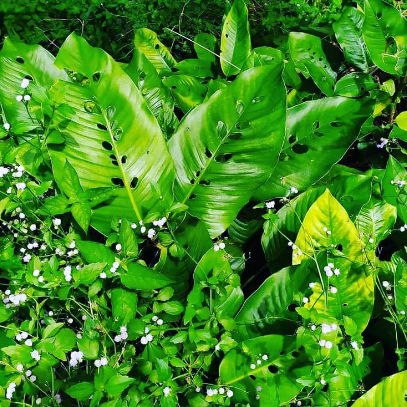 Tanaman hias Rhaphidophora foraminifera