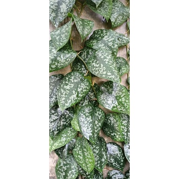 scindapsus Eksotica/ scindapsus kalimantas/ Scindapsus sp