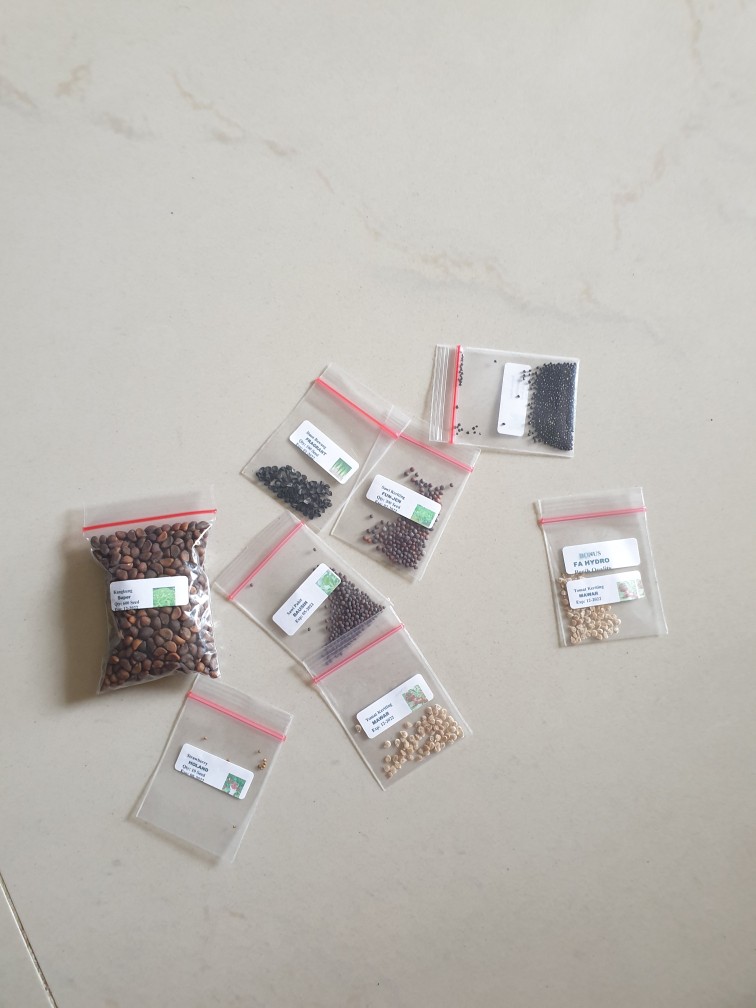 10 Biji -benih Strawberry Holland,benih Buah Strawberry Import