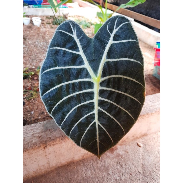 Alocasia watsonia