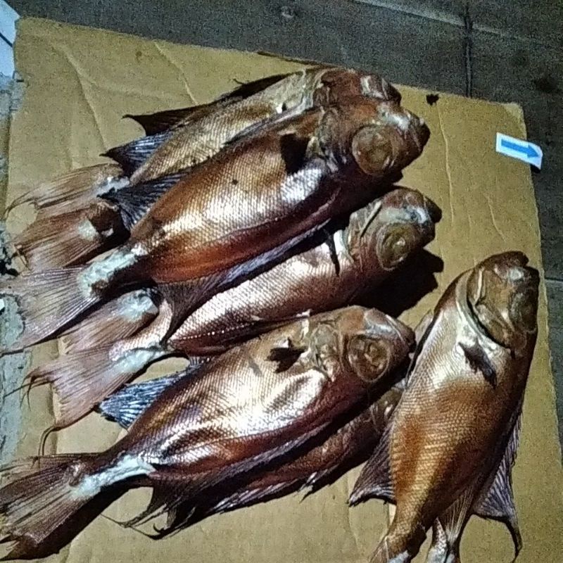 

ikan mata lebar