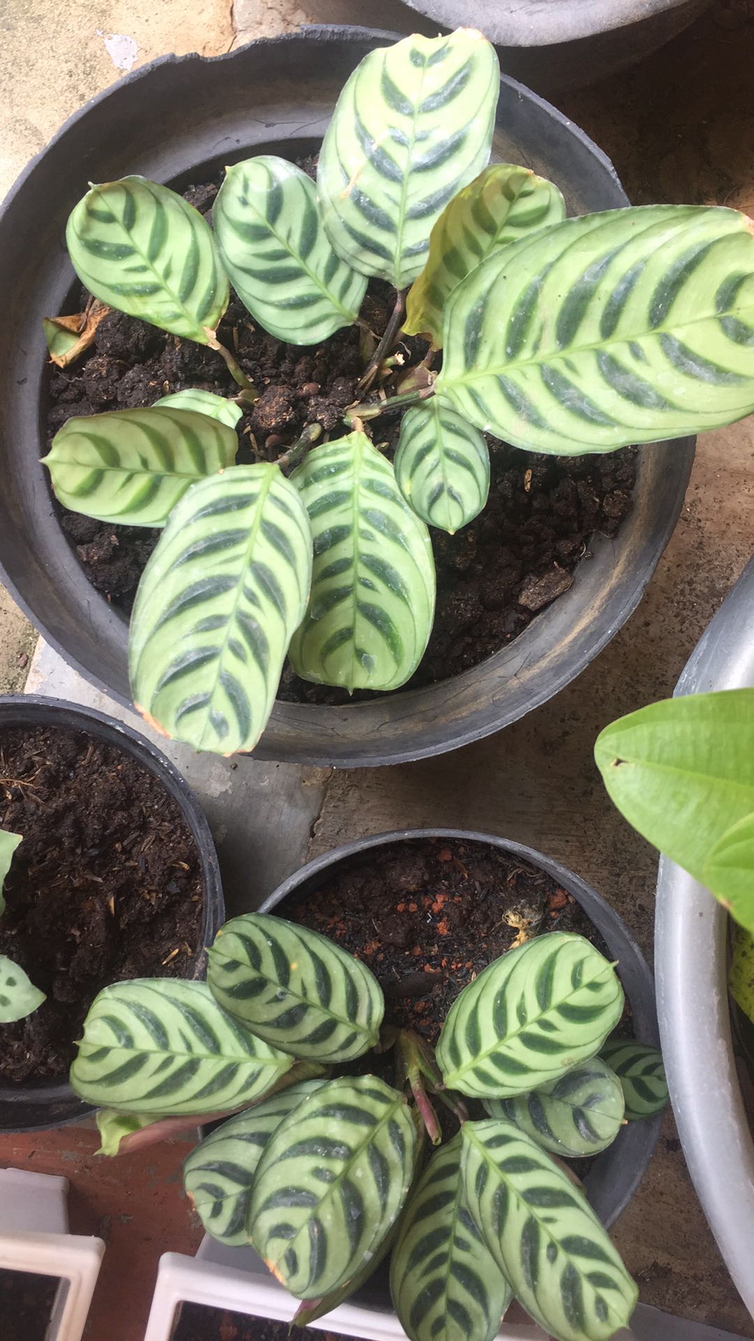 Tanaman Hias Calathea Sepat