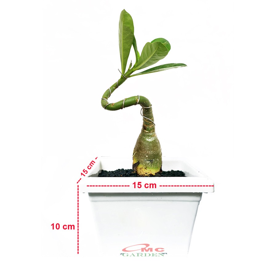 Tanaman Hias Bonsai Mame Adenium Arabicum Obesum Kamboja Jepang B-KJ-004