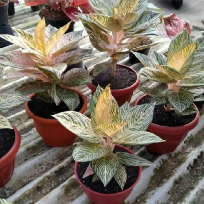 Bonggol Tanaman Hias Aglonema Golden Hope|bonggol Aglonema golden hope