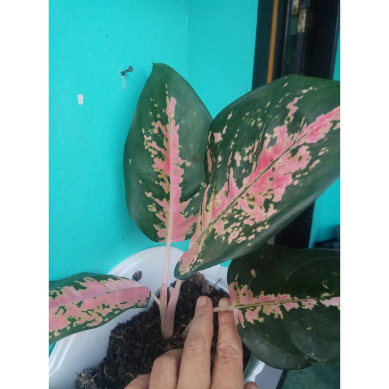 AGLONEMA KOCIN -  AGLONEMA RED KOCIN - AGLONEMA BERCAK PINK HIJAU - AGLONEMA KOCIN TEMBAGA - COCIN