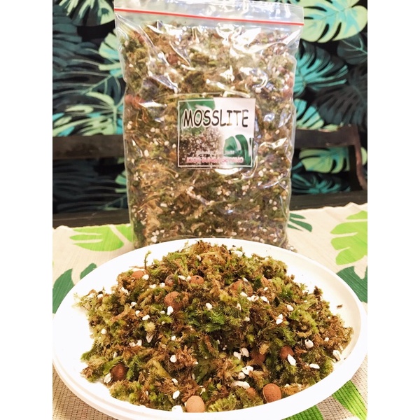 250GR MOSSLITE+HIDROTONE  MEDIA TANAM. LUMUT PERLITE
