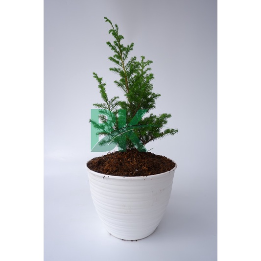 Cemara embun  (Dacrycarpus imbricatus)- Bibit cemara embun halus - BAKUL KEMBANG