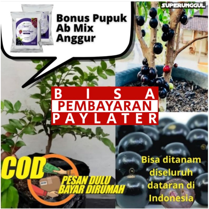 Bibit Anggur Pohon Jenis Preco Cepat berbuah