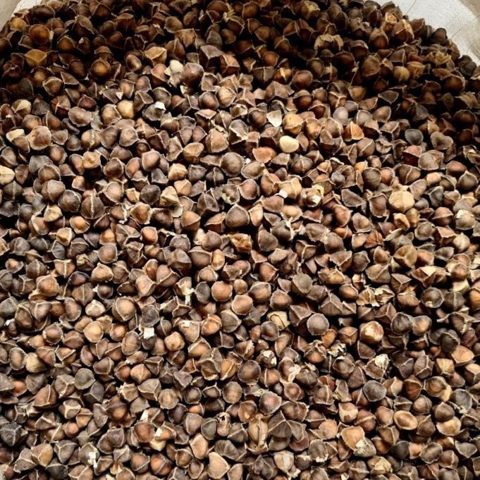 

Biji Kelor 500gr - Biji Kelor Belum Kupas - Moringa Seed