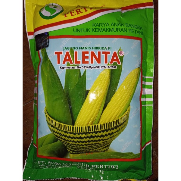 Benih jagung manis Talenta, jagung manis hibrida f1