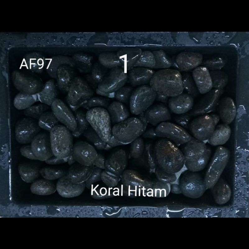 Batu Koral Hitam Hiasan Aquarium Aquascape Taman Kolam