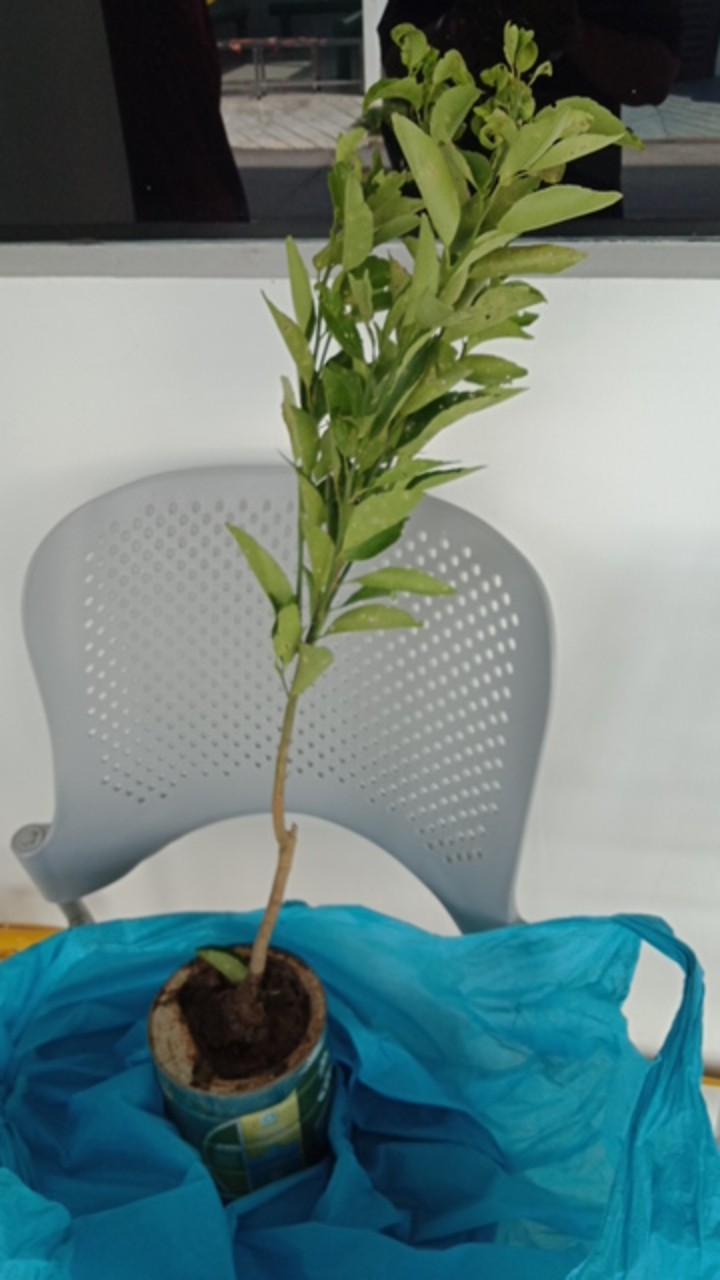 Beli 2 Gratis 1 Bibit Buah Jeruk Santang Madu Super