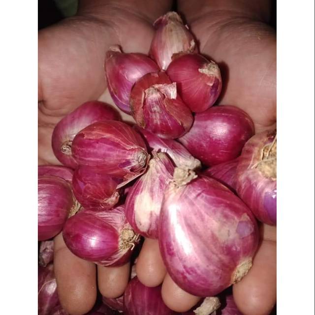 

Bawang Merah 1kg