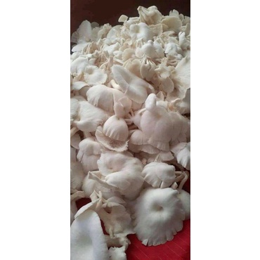 

jamur tiram