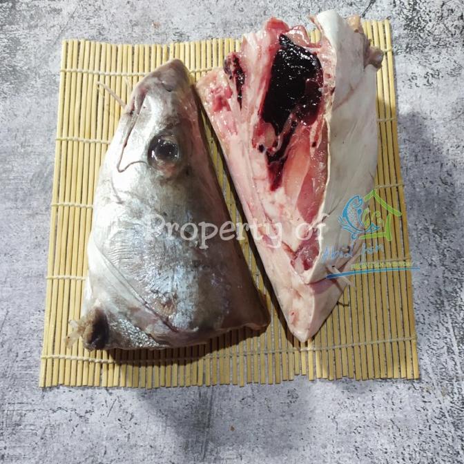 

[COD] kepala manyung segar [COD]