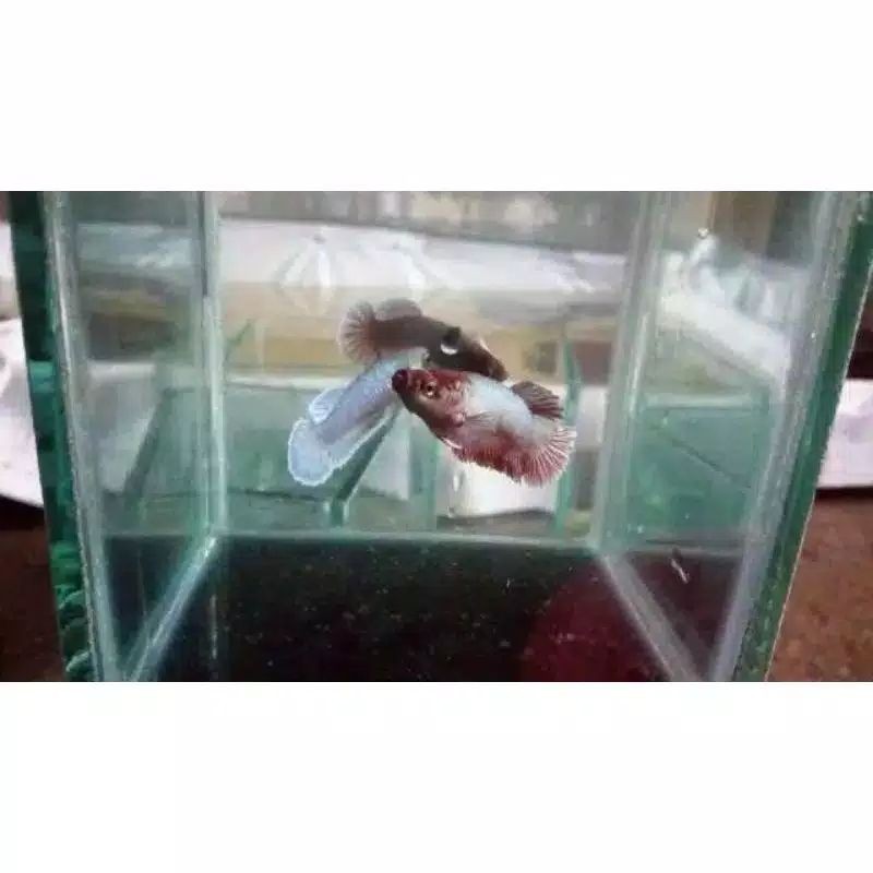 ikan cupang betina halfmoon big aer murah